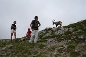 Dalle Baite di Mezzeno salita ai Laghi Gemelli, Colombo, Becco e Marcio...incontro con...fiori e stambecchi! - FOTOGALLERY